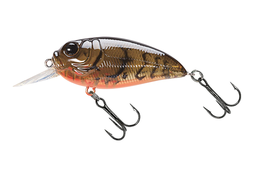 Molix Sculpo MR