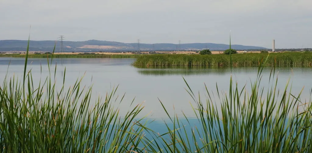 Carrizos y agua abierta en el embalse de Arrocampo